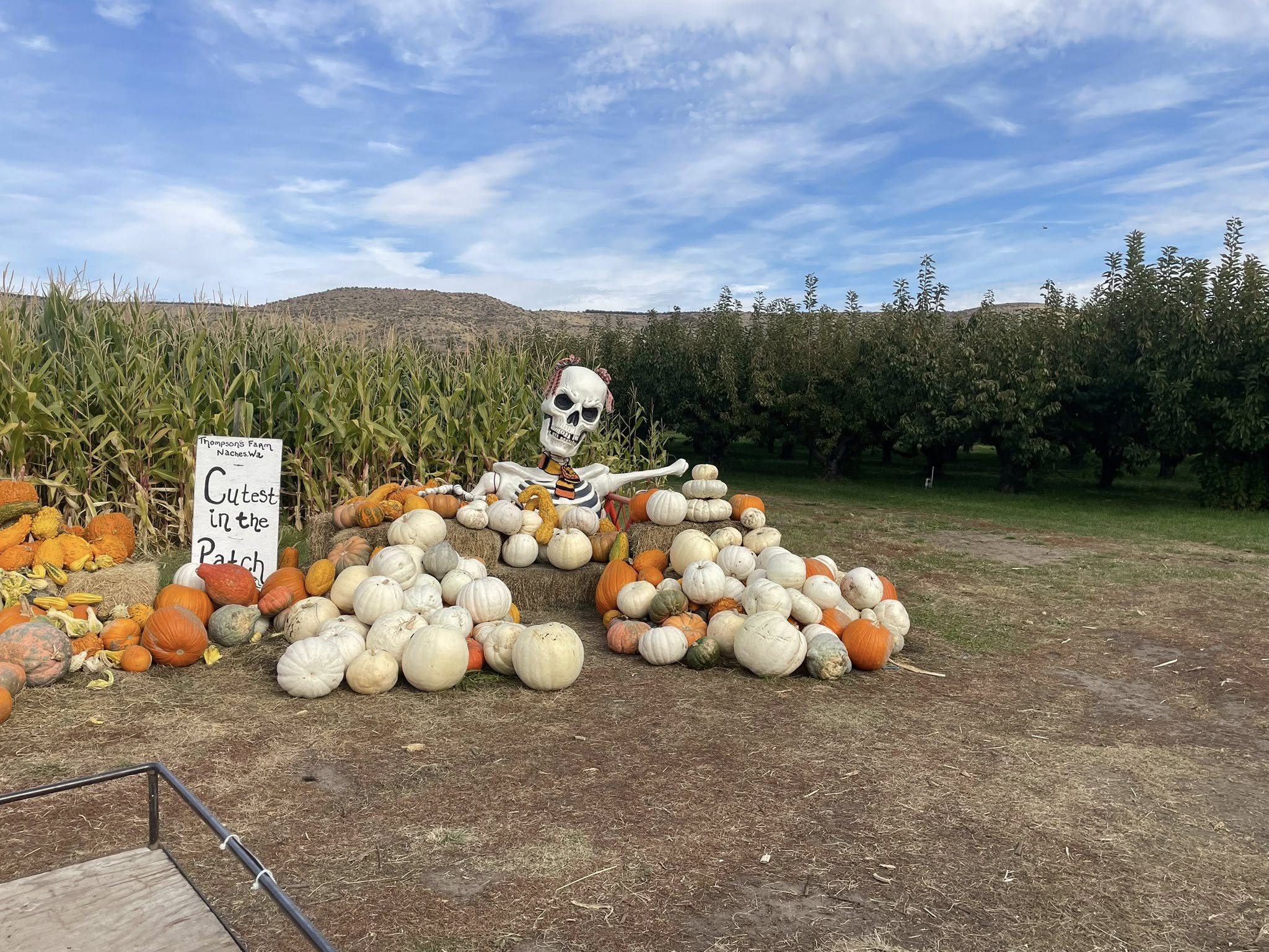558929920_1249531053647489_5800057814090602240_n Pumpkins piled in the patch beside the corn maze at Thompson's Farm