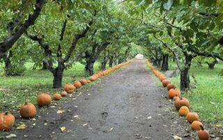 PumpkinWalkway